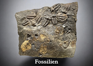 fossilien_de